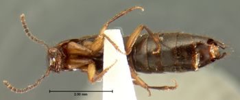 Media type: image;   Entomology 7307 Aspect: habitus ventral view